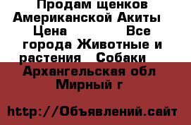 Продам щенков Американской Акиты › Цена ­ 25 000 - Все города Животные и растения » Собаки   . Архангельская обл.,Мирный г.